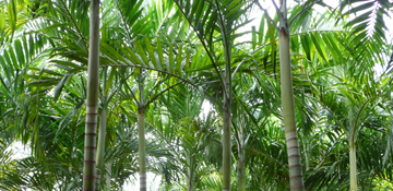 palma-kerpis