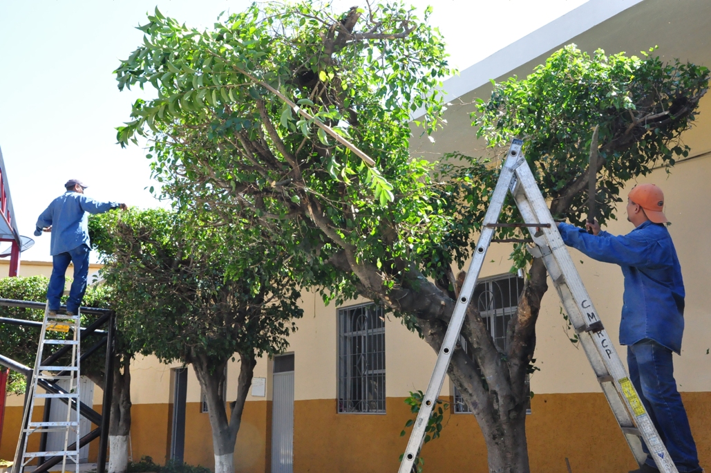 Poda de árboles en Cancún y Playa de Carmen | JardineriaPro.com